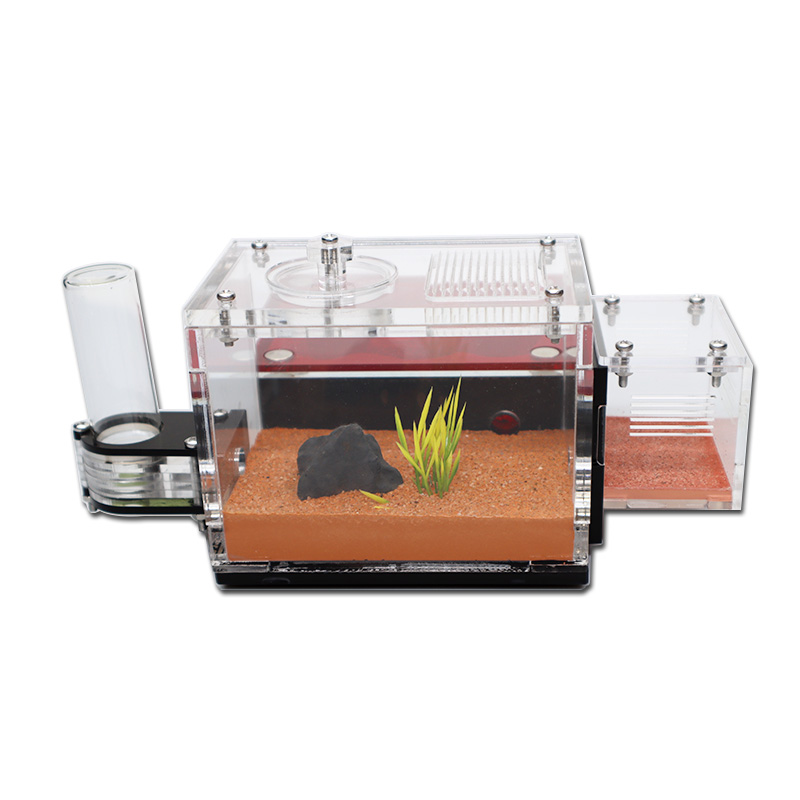 Yellow Soil Ant Farm with Exte - Begonia Rex review and price