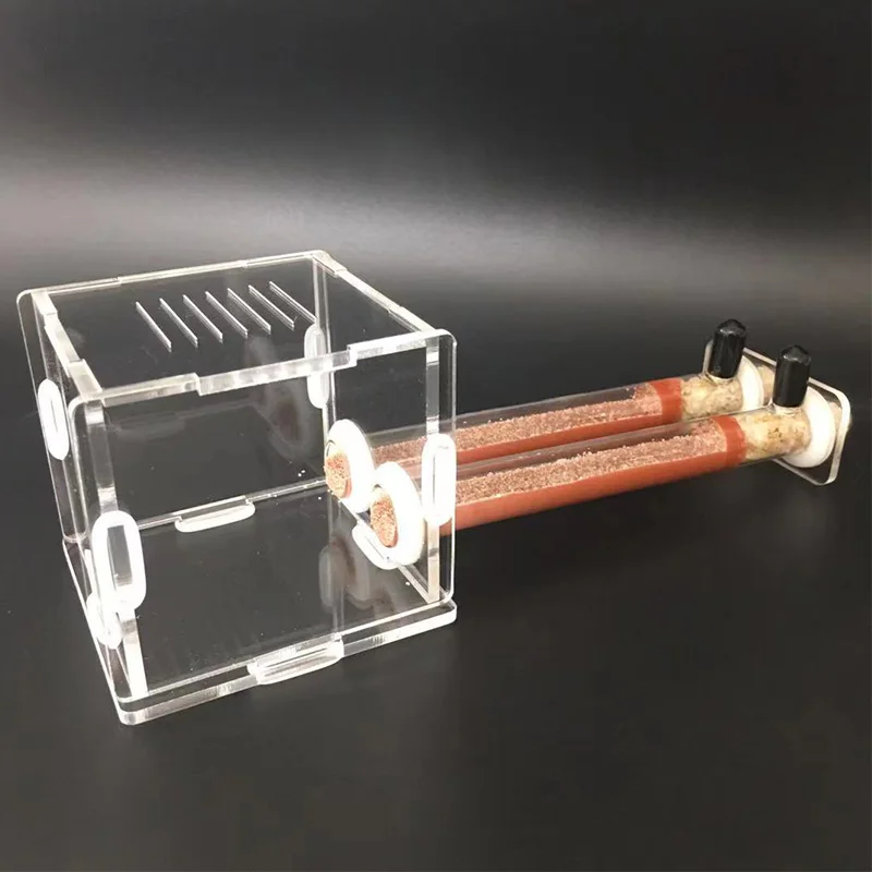 DIY Various Size Ant Farm Bamb - Begonia Rex review and price