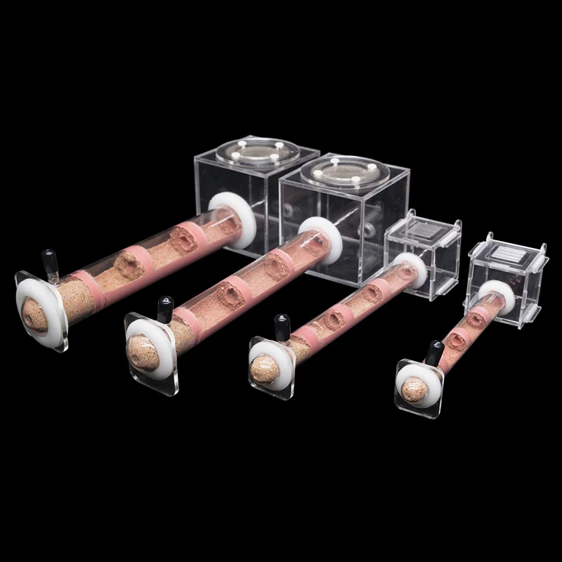 DIY Various Size Ant Farm Bamb - Begonia Rex review and price