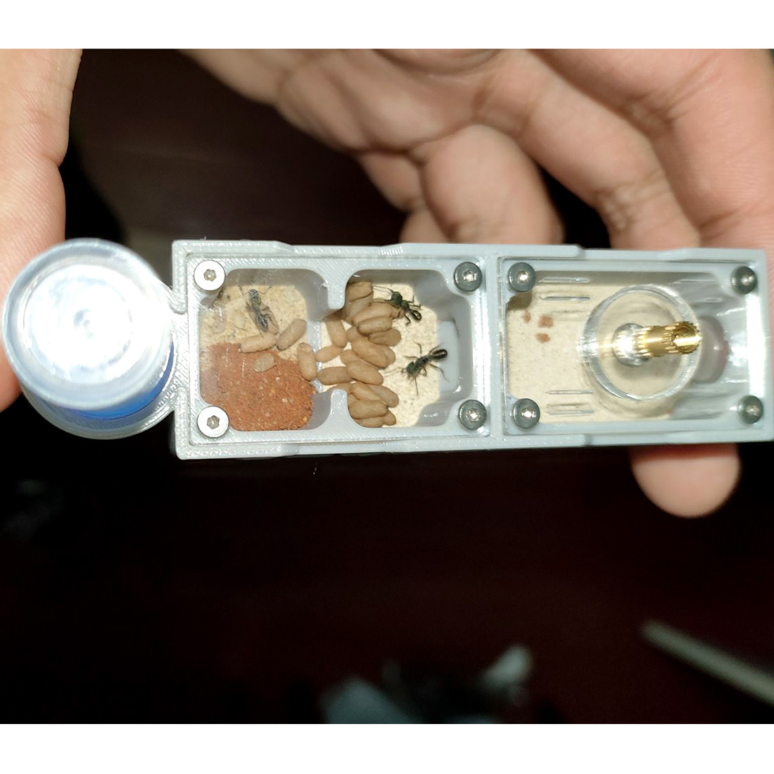 【Truck】Ant Farm for Ants keepe - Begonia Rex review and price